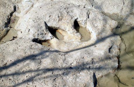 Fossile Abdrücke von Dinosauriern im Flussbett des Paluxy Rivers nahe Glen Rose, Texas, USA