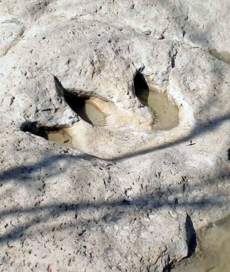 Fossile Abdrücke von Dinosauriern im Flussbett des Paluxy Rivers nahe Glen Rose, Texas, USA