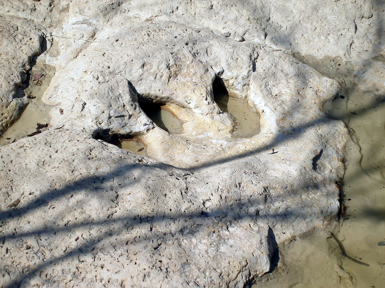 Fossile Abdrücke von Dinosauriern im Flussbett des Paluxy Rivers nahe Glen Rose, Texas, USA